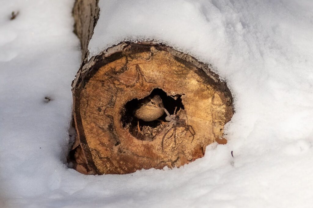 A tree stump is visible through the snow. A brown spider sits in a crevice of the trunk.