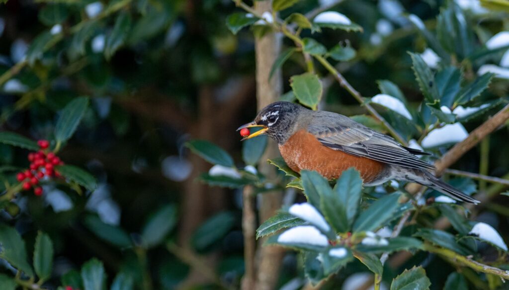 A bird perches on a snow-covered holly bush with a seed in its mouth