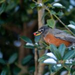 A bird perches on a snow-covered holly bush with a seed in its mouth